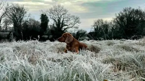 BBC Weather Watchers/Aimee_066 Seekor anjing duduk di rumput yang sangat dingin