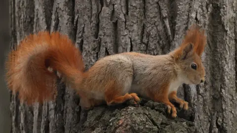 A red squirrel on the side of a tree.