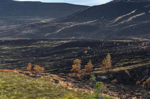 FLS A landscape of burned moor and woodland on hills and mountainsides in the Cairngorms.