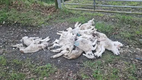 Lisa Houston A number of dead lambs is piled atop one another. they are on a piece of gorund on a country lane. A field's gate is in the background