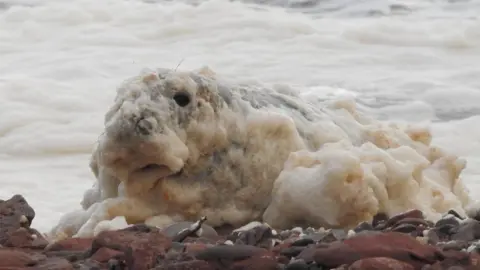 Ciaran Hatsell/National Trust for Scotland The seal is on a rocky shore and is covered large round flat pebbles. The seal is covered in foam that looks like the foam on a cappuccino. More foam is on the surface of the sea behind the seal.