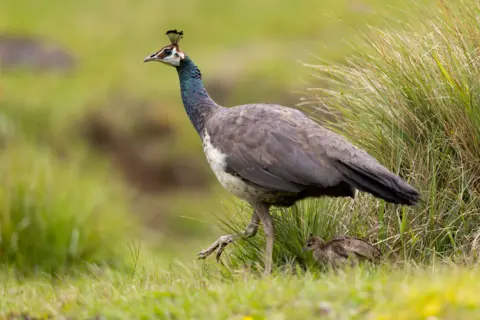 A peahen bird walking through grassland with a small chick behind it. The bird has a greyish body with a white chest and a dark green neck.