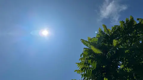 The sun shines in a cloudless blue sky. Part of a tree can be seen in part of the image.
