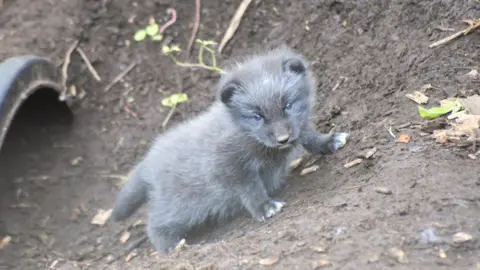 An arctic fox cub