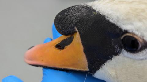 The swan, photographed by the vet, showing its wounded beak