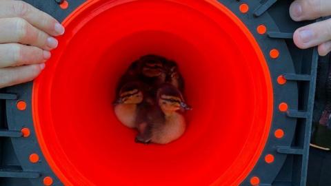 Ducklings in a traffic cone