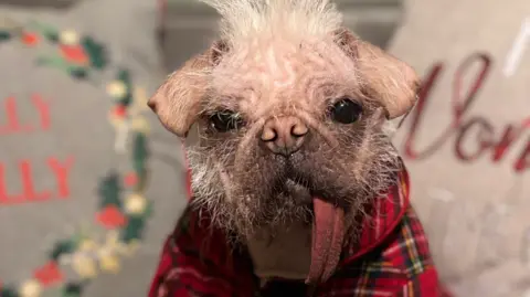 Peggy – a pug and Chinese crested cross dog - wears a rec-checked shirt and has a long, pink tongue hanging from its mouth