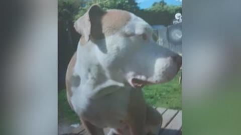 A picture of the dog released by Cleveland Police
