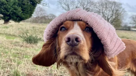 Julie Kemp A golden cocker spaniel dog looks at the camera in a grass field. A pink beanie hat has been placed on top of its head.