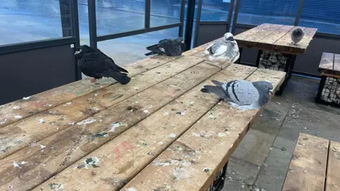 BBC Four pigeons sitting on wooden tables covered in bird poo