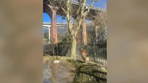 Ouseburn Farm A rehomed chicken strolling confidently near a pond in the farm's yard. Ouseburn Viaduct towers above in the background. 