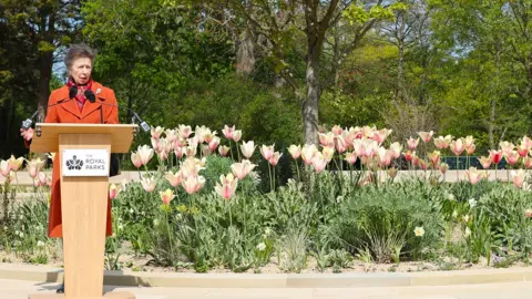 Princess Anne officially opens the Queen Elizabeth II Garden in Regents park. She is wearing an orange coat and standing at a podium in front of a row of creamy pink tulips