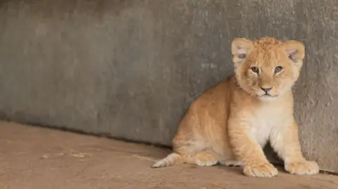 Yorkshire Wildlife Park Lion cub sits by a concrete wall in the lion house at Yorkshire Wildlife Park in Doncaster