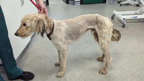 RSPCA A light coloured lurcher-cross dog stands sideways to the camera. The dog wears a brown leather collar and is held by a red rope lead. The dog's ribs are visible.