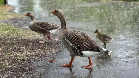 Emma H Two adult geese and a gosling walk in a park in the rain