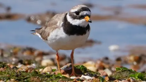 A white plover bird with a black ring of features around it's neck and a grey back.
