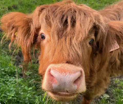 Helena Ward A close-up picture of a young Highland cow, looking curiously into the camera.