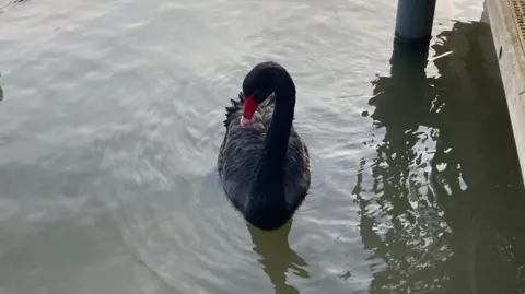 A black swan with a red bill on a river