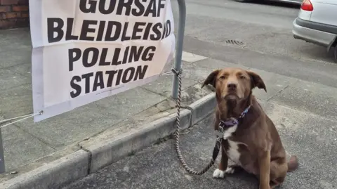 A dog tied to a polling station sign