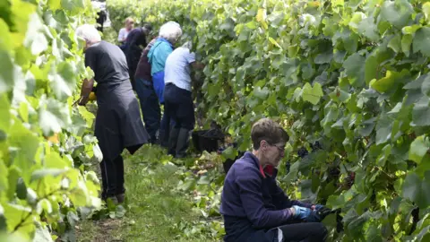 Halfpenny Green Vineyard Several people are standing in front of two rows of vines in a vineyard. They are bursting with green vines and leaves. The people are leaning in and picking grapes off them