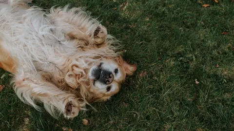 A golden retriever lies on its back in grass looking up at the camera