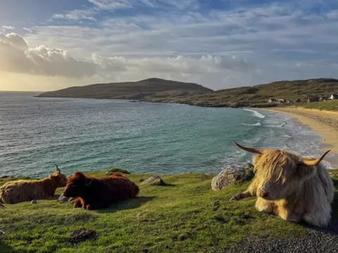 Elizabeth Whyte A rural setting with low hills with a couple of hills in the background. A beach is on the right side of the picture with water going out to sea on the left. Three Highland cows in different shades of brown lie on a grassy hill in the foreground.