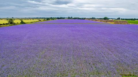 An aerial view of large fields full of purple crop, with green fields either side