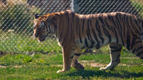 Woburn Safari Park A tiger in an enclosure, walking, with a wire fence behind her. There is grass on the ground. 