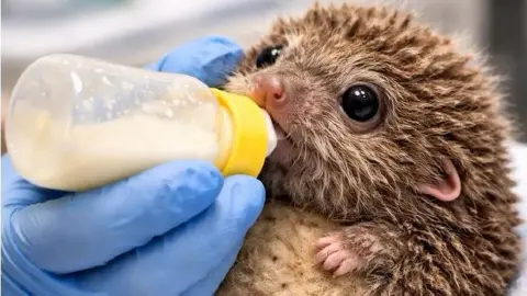 Highland Wildlife Rescue Baby haggis