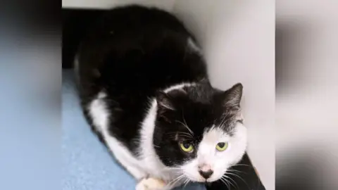Animal Welfare Furness Phantom looking clean but shy, while lying on a carpet and looking up to the camera