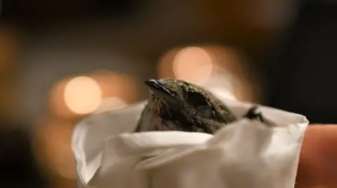 wid:NG A swift bird being held in a hand