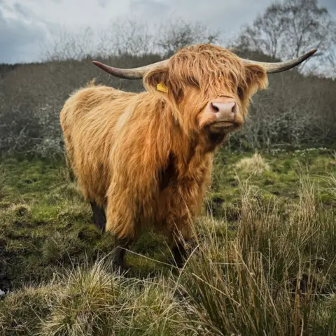 Claire Meadows Highland cow