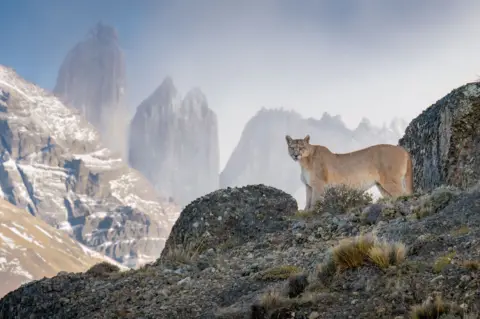 Aaron Baggenstos / Wildlife Photographer of the Year A puma stands on a windswept outcrop in the rugged mountain terrain