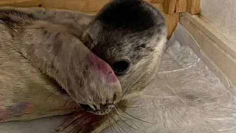 Sarah Neill A seal pup hides its snout with its flipper. It has grey-white-black fur with pink markings on the fur which could possibly be blood. It is laid down in a wildlife rescue pen. 