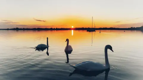 Simonbuk Three swans are on the water and they are practically silhouettes as the sun is just about to slip below the horizon behind them. There is also a boat on the water between the swans and the horizon