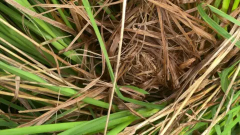 A view of a harvest mice nest amongst grassland. The nest is created with hay and straw.