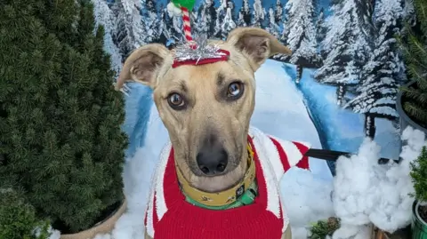 DGCR A fawn dog with brown eyes dressed up for Christmas