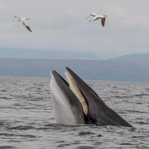 Beth Markey Whale with head out sea water, with two birds overhead, and hills in the distance.