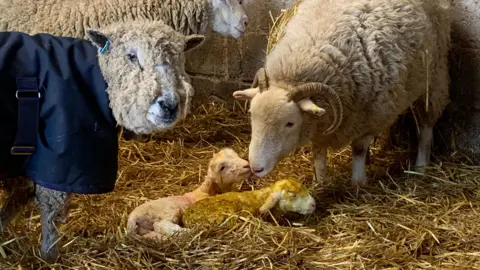 Two newborn lambs lay on straw in the barn. The ewe touches one of her lambs with her nose. An older Ryeland sheep, wearing a coat to keep her warm, looks on.