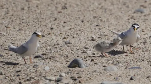 Shaun Whitmore/BBC Two Little Tern adult birds with white bodies, grey wings and black heads, stand on the sand either side of a brown speckled fluffy chick