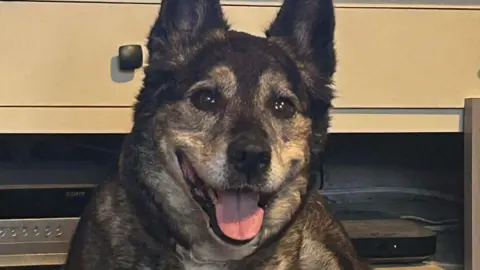 The picture shows a dog lying on a dark carpeted floor in front of a light-coloured TV stand or cabinet. The dog has a short, brindle coat with a mix of dark brown and lighter tones, and a white chest. Its ears are upright and pointed, and its mouth is open with the tongue visible.