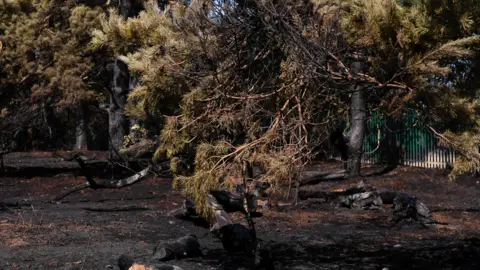 Jacob King/PA Wire The burnt remains of several trees after a large grassfire caused damage.