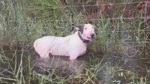 Florida Highway Patrol A dog stands beside a wire fence in water up to his chest