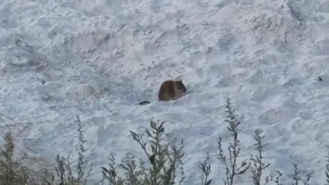 Aaron Caughey A slightly grainy image of a brown rat on Millisle Beach. It is sitting in the sand, with some grass in the distance.