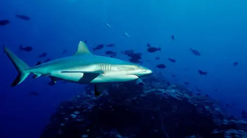 Shark swimming in the Pacific Ocean