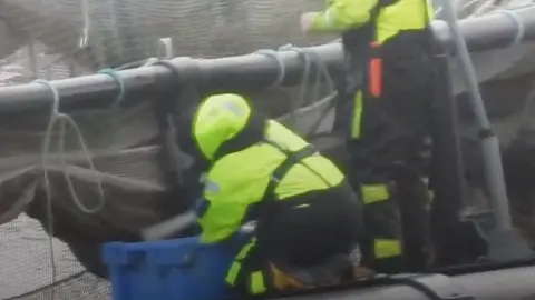 Green Britain Foundation Two men in fluorescent safety gear stand on a platform on a fishing farm hung with nets. One man on his knees swings a baton towards the contents of a blue box.