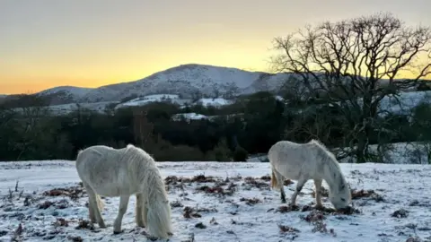 BBC Weather Watchers/Penny Two white horses on snow-covered grass with a large hill and yellow sky in the distance