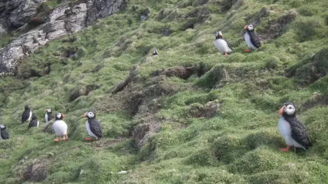 MWT A group of puffins stand on a steep grassy embankment.