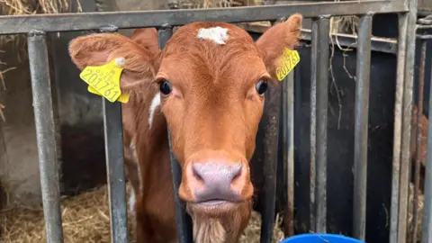 A brown Guernsey cow has a spot of white on the top of its head. it has yellow tags on both ears and its looking out through bars in its pen, with two blue buckets in front of it.