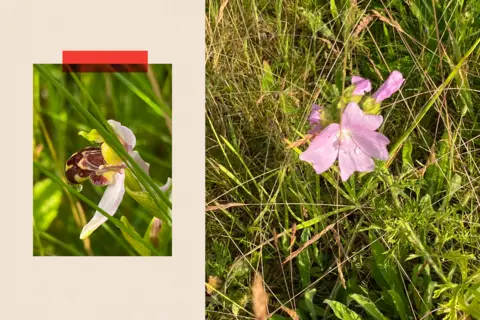 A dual image showing a bee orchid and a mallow plant